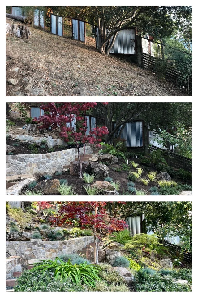 Hillside transformation: bare slope becomes a tiered stone retaining wall with maples and rock garden